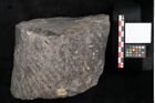 Foto (Objekt + Etikett) von Knorria imbricata Sternbg. (NHMW-GEO-2024-0188-11228)